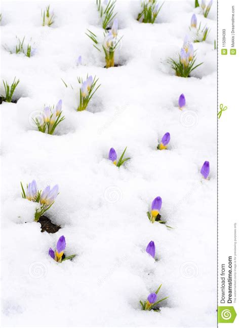Crocus Flowers In Snow In Early Spring Stock Image Image Of Blossom
