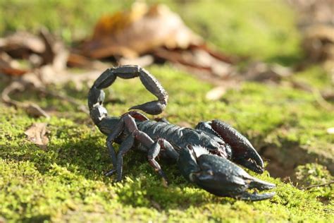 Everything You Need To Know About How To Pet Scorpion（2018） Pest Wiki