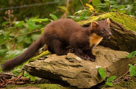 Pine Marten British Red Squirrel