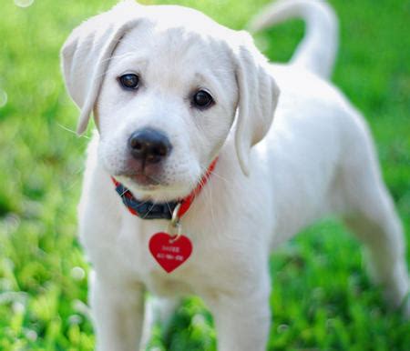 We have white labrador retriever puppies for sale. Friendly Puppy Pictures