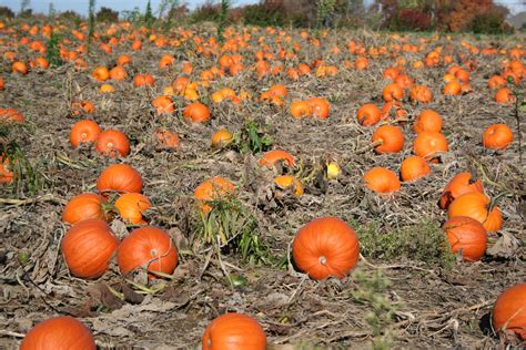 Pumpkin Field At Hubers In Indiana Pumpkins Make Me Happy Pumpkin