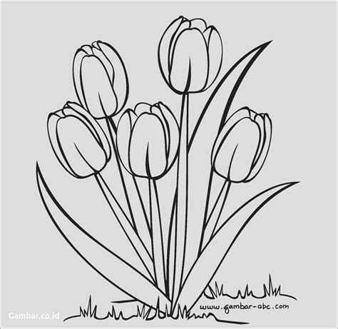 30 Contoh Sketsa Gambar Bunga Tulip Beserta Warnanya Terbaik Postsid