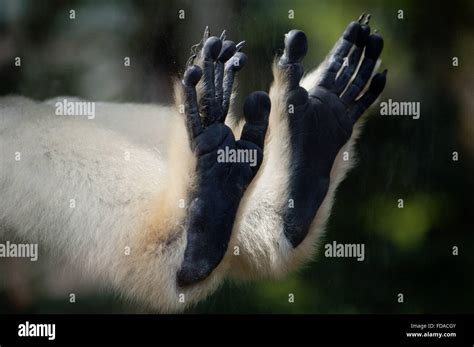 Feet Of A Golden Cheeked Gibbon Monkey Pressed Up Against Glass Stock