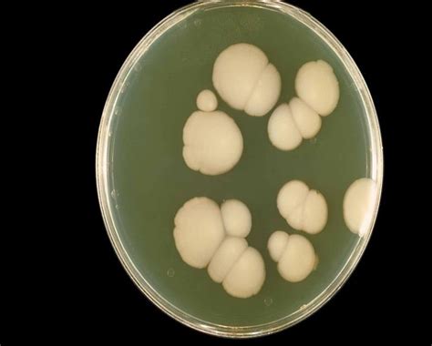 Shows The Shape Of Candida Albicans On Corn Meal Agar In The