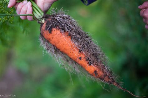 hairy carrot we went to our local pyo farm and i found ou… flickr
