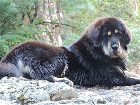 Tibetan Mastiffs Acquired High Altitude Variants From Tibet Grey Wolf