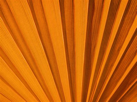 Orange Palm Leaf Detail Free Stock Photo Public Domain Pictures