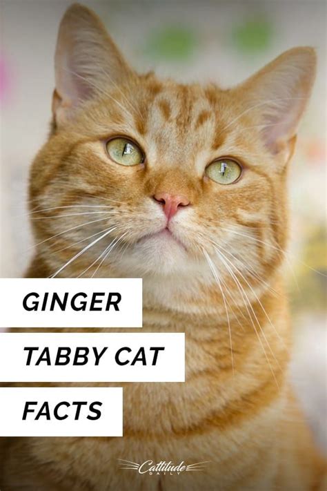 Ginger Tabbies Are Some Of The Most Beloved Cats Of All Around The