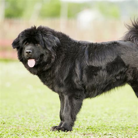 Tibetan Mastiff Do Khyi Facts Wisdom Panel Dog Breeds
