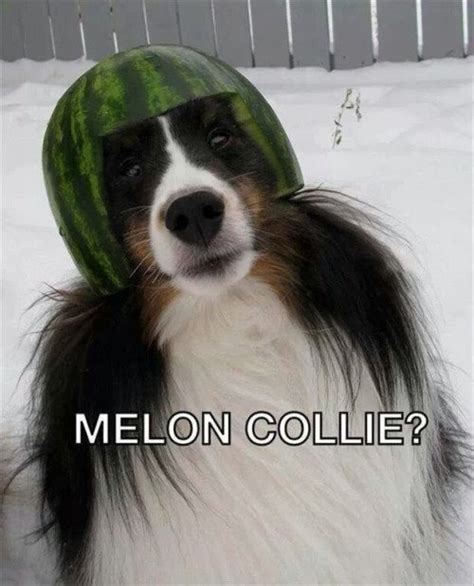 Some Of The Best Dog Puns Of All Time