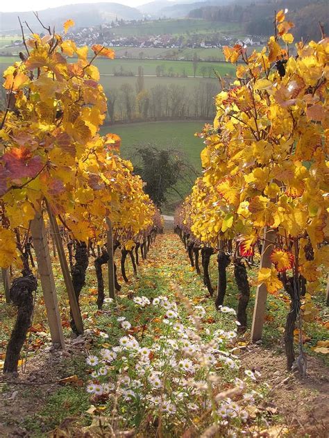 Vines Wine Winegrowing Vineyard Vine Slope Nature Autumn Grapes