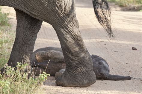 Newborn Elephant Melts Our Hearts With Its First Wobbly Steps Cute