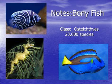 Ppt Notesbony Fish Powerpoint Presentation Free Download Id1801920