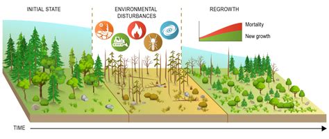 Global Environmental Changes Leading To Shorter Younger Trees Mirage