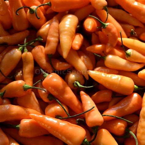 Images Aji Habanero Organic Hot Pepper Seeds Shipping Is Free For