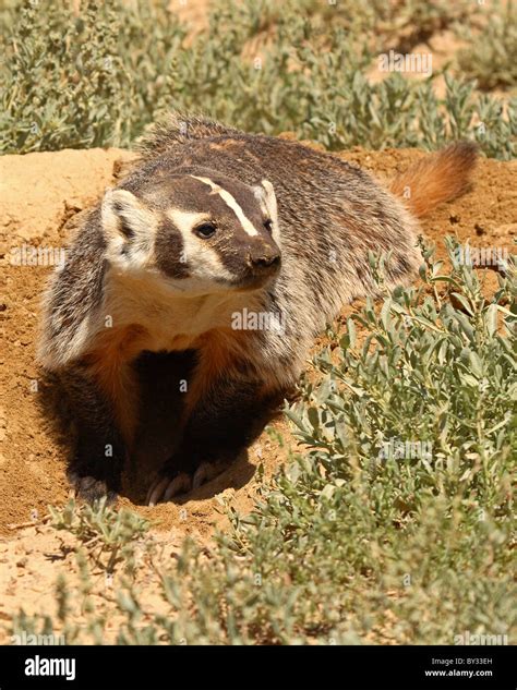 Badger Den Hi Res Stock Photography And Images Alamy