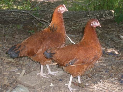 Red Sussex Chicken Breeds Pinterest