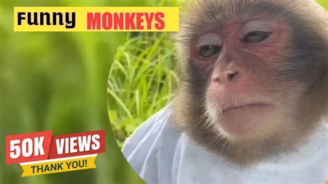 Funny Monkeys Video Compilation Laugh With Monkeys Funny Moments