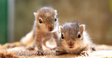 Little Squirrels 5 Kit Pictures And 5 Facts 10 Hunting