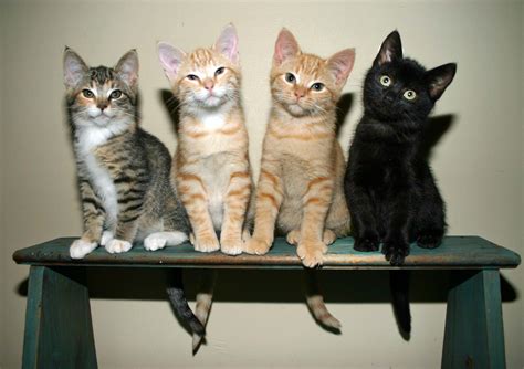 We have a constant intake of animals. I want a kitten. Please talk me out of it. - The Chat ...