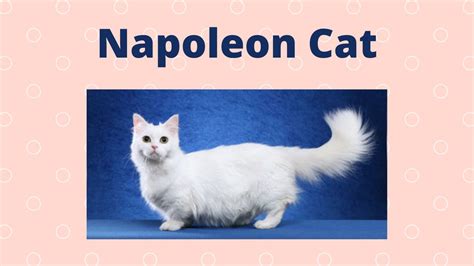 Maybe you would like to learn more about one of these? Every CAT BREED In The World List (A-Z) - YouTube