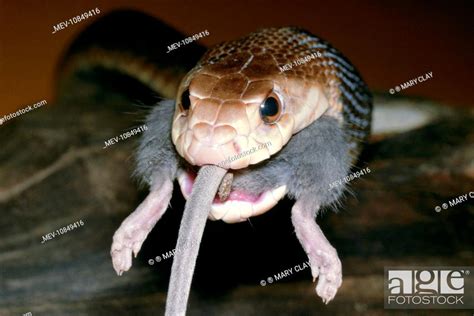 Taipan Fierce Snake Eating A Mouse Oxyuranus Scutellatus