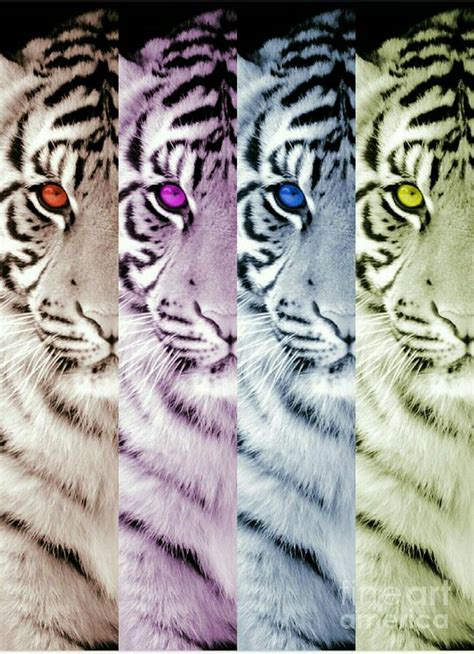 Colorful Tigers Digital Art By Tina Cruz Pixels