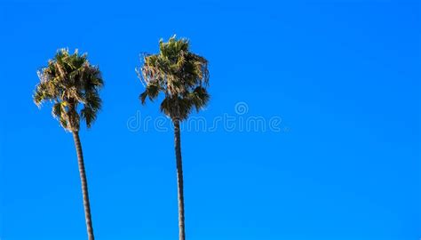 Tropical Palm Trees Looking Up To The Sky Copy Space Stock Photo
