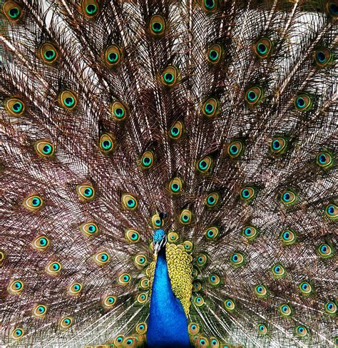 Peacock Photograph By Paul Griffin Fine Art America