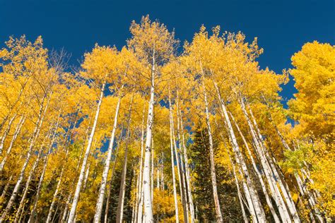 Autumn Aspens In Colorado Shawn Beelman Photography