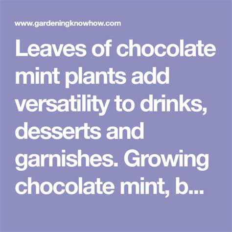 Leaves Of Chocolate Mint Plants Add Versatility To Drinks Desserts And