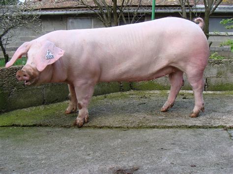 Beternak Babi World Of Pig Ilmu Ternak Babi Jenis Babi Potong