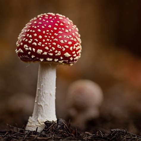 46 Magical Wild Mushrooms You Won't Believe Are Real ...