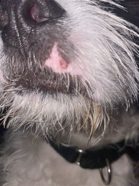 White Growth On Dogs Lips