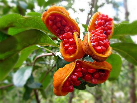 Exotic fruit and vegetables offer a unique opportunity to break away from the apple and watermelon routine and expand your horizon. Unusual fruit - Pittosporum rubigosum Explored | Fruit ...