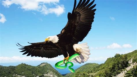 Eagle Vs Snake Real Fight Eagle Attack Snake Power Of Birds Wild