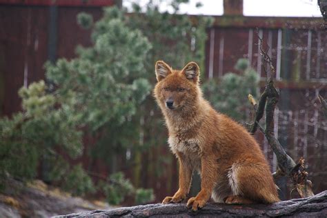 Animals Anonymous Dhole And African Wild Dog By Mylovelypet On Deviantart