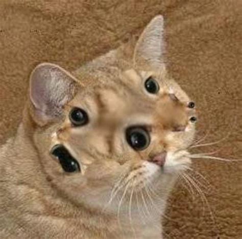 [image 191334] starecat grafics cat know your meme