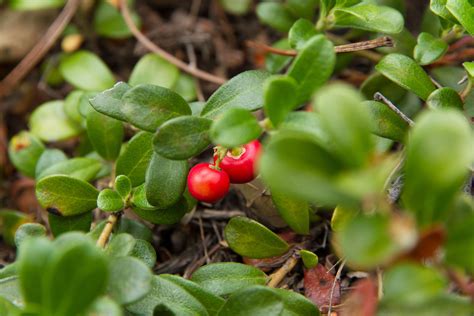 Grow The Bearberry For Year Round Color And Garden Interest Ground