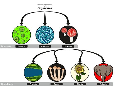 What Are The Three Domains Of Life Moomoomath And Science