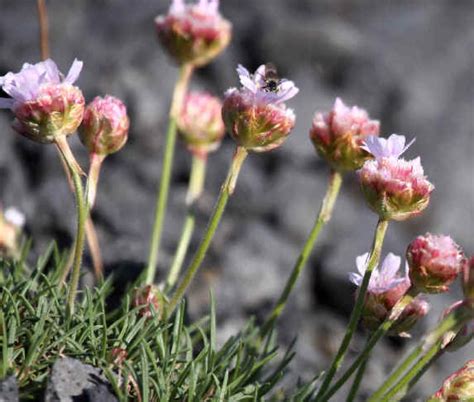 Iceland Wildflowers During Focus On Nature Tours