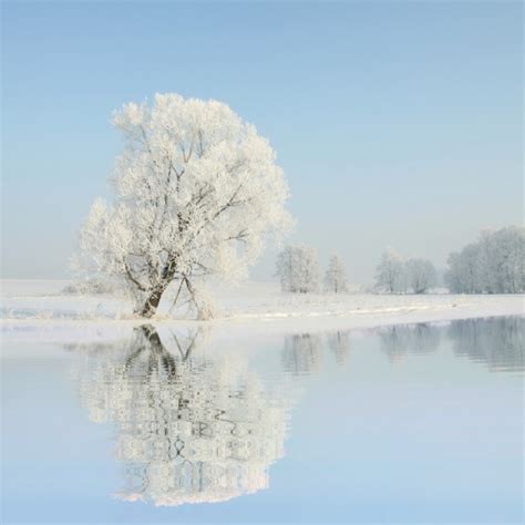 ᐈ Trees In Winter Stock Images Royalty Free Winter Trees Photos