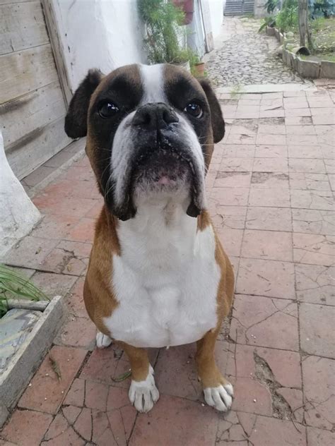 Comment Appeler Le Chien De Franklin - Adoption de Franklin: Moyen chien boxer, région Île-de-France