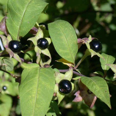 Deadly Nightshade Katniss And Peetas Poison Berries