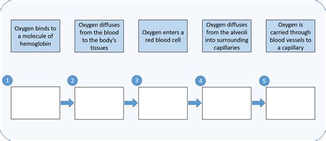 Oxygen Transport Drag Each Label To The Appropriate Locatio Quizlet