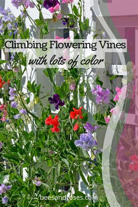 Climbing Flowering Vines Perennials Fast Shade Trellis Sun Plant