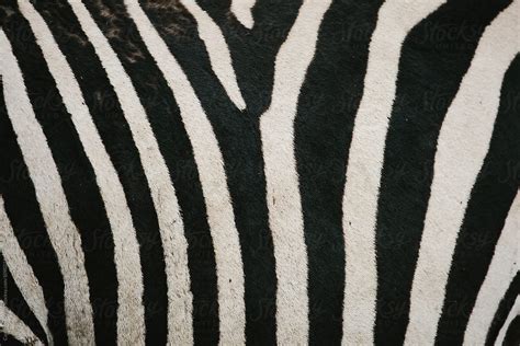 Zebra Stripes By Stocksy Contributor Cameron Zegers Stocksy