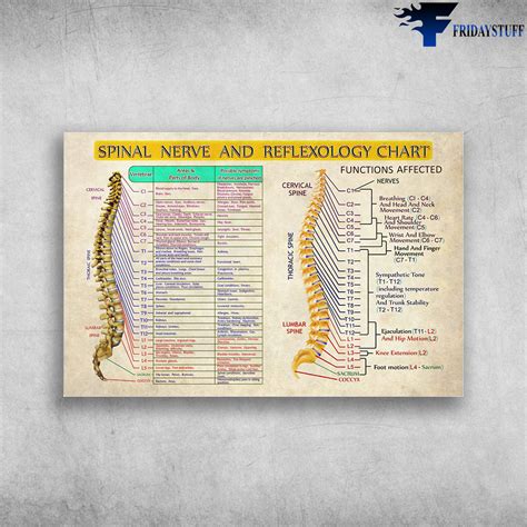 Chiropractic Chart Spinal Nerve And Reflexology Chart Cervical Spine Functions Affected