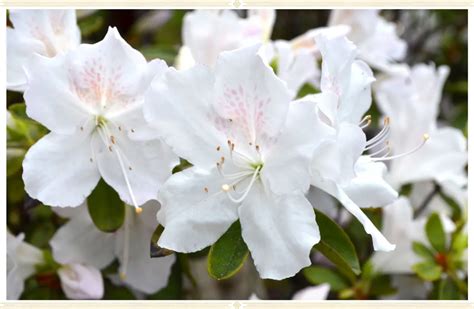 Azalea Care Guide Growing Information Tips Proflowers Blog