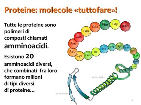 Che Cosa Sono Le Biomolecole - Biomolecole 4. proteine